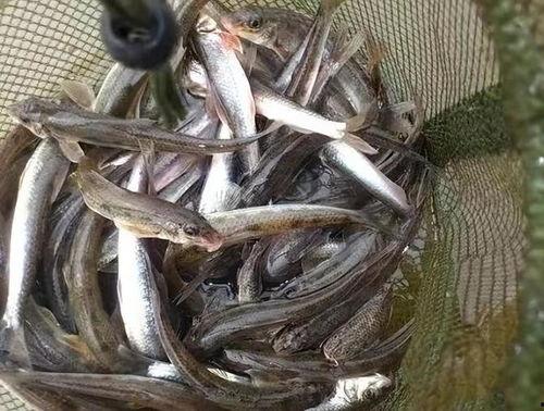 真白希实泥鳅在线观看,探寻神秘泥鳅的奇幻之旅